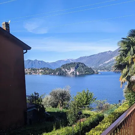 Pinus * Varenna