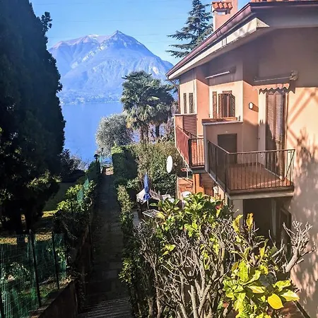 Pinus Varenna