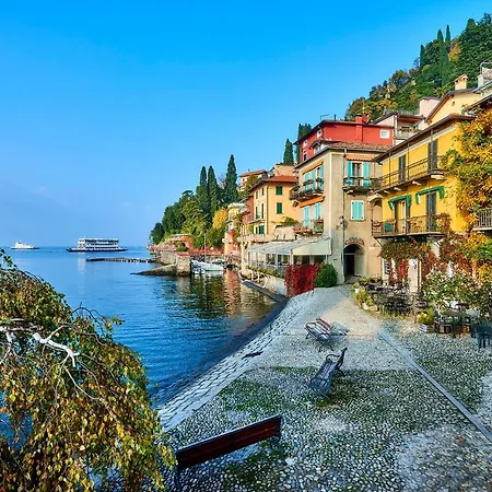 Pinus Varenna