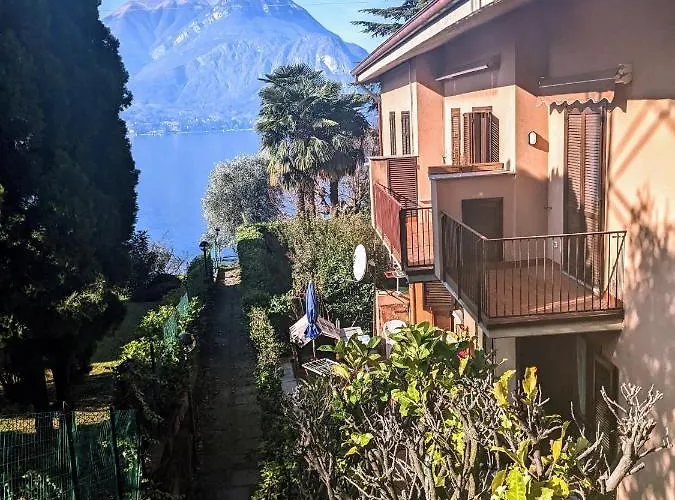Pinus Varenna